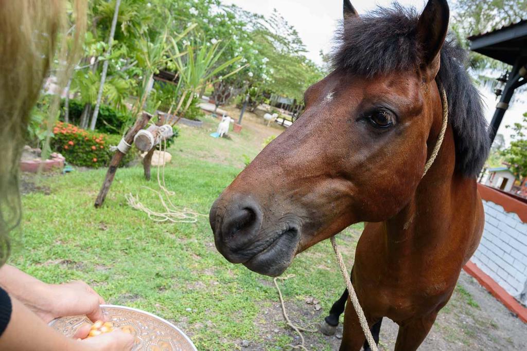 Cowboy Farm Resort Pattaya Ban Huai Yai Εξωτερικό φωτογραφία